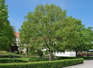 Schule Obergurig